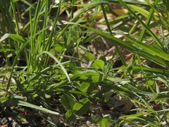 Heliotaurus ruficollis