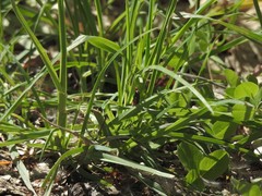 Heliotaurus ruficollis