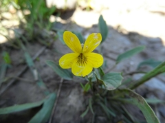 Viola nuttallii