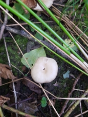 Infundibulicybe gibba