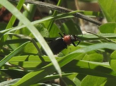 Heliotaurus ruficollis