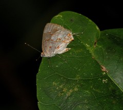 Ministrymon megacles