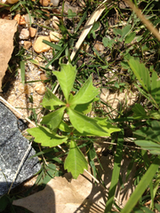 Vicia villosa villosa