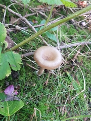 Infundibulicybe gibba