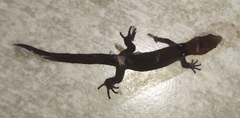 Sphaerodactylus vincenti festus