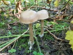 Infundibulicybe gibba