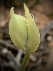 Ornithogalum maculatum