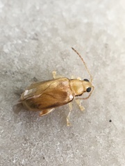 Systena marginalis