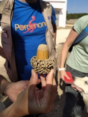 Quercus ithaburensis macrolepis