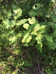 Angelica atropurpurea