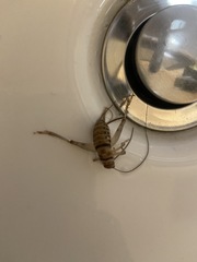 Gryllodes sigillatus