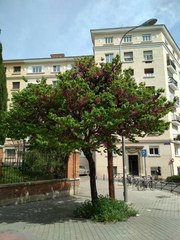 Cercis siliquastrum