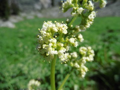 Valeriana edulis