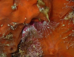 Serpula vermicularis