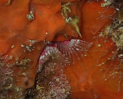 Serpula vermicularis