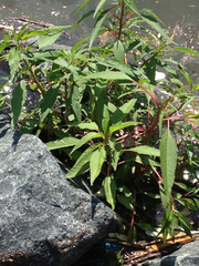 Ludwigia sphaerocarpa