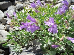 Penstemon montanus montanus