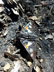 Mimoniades montana