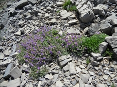 Penstemon montanus montanus