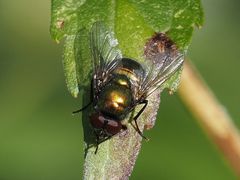 Neomyia viridescens