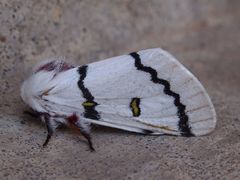 Hemileuca neumoegeni