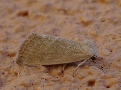 Plagiomimicus kathyae