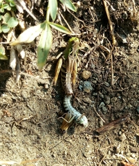 Stenobothrus ursulae