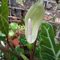 Alocasia amazonica
