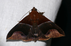 Parachaea macaria