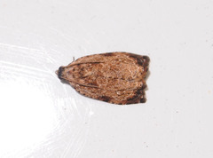 Sycacantha inopinata