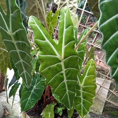 Alocasia amazonica