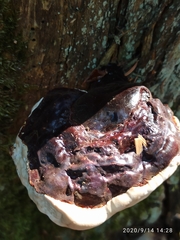 Ganoderma carnosum