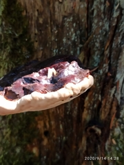 Ganoderma carnosum