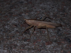 Tettigonioidea
