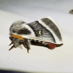 Hemileuca peninsularis