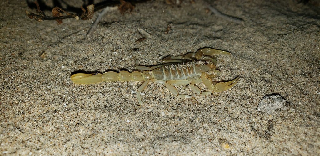 Vejovoidus