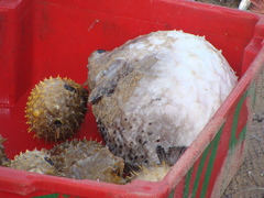 Chilomycterus spinosus