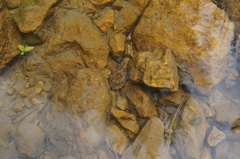 Cottus gobio