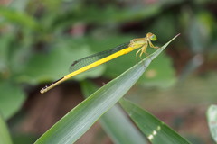 Ceriagrion melanurum