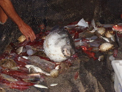 Chilomycterus reticulatus