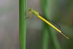 Ceriagrion melanurum
