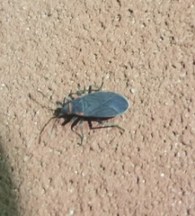 Melacoryphus rubicollis