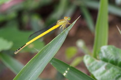 Ceriagrion melanurum