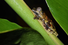 Dendropsophus marmoratus