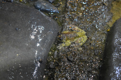 Dendropsophus marmoratus