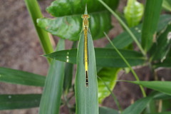 Ceriagrion melanurum