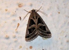 Callistege intercalaris