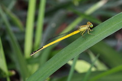 Ceriagrion melanurum