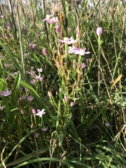 Centaurium erythraea