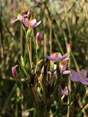 Centaurium erythraea